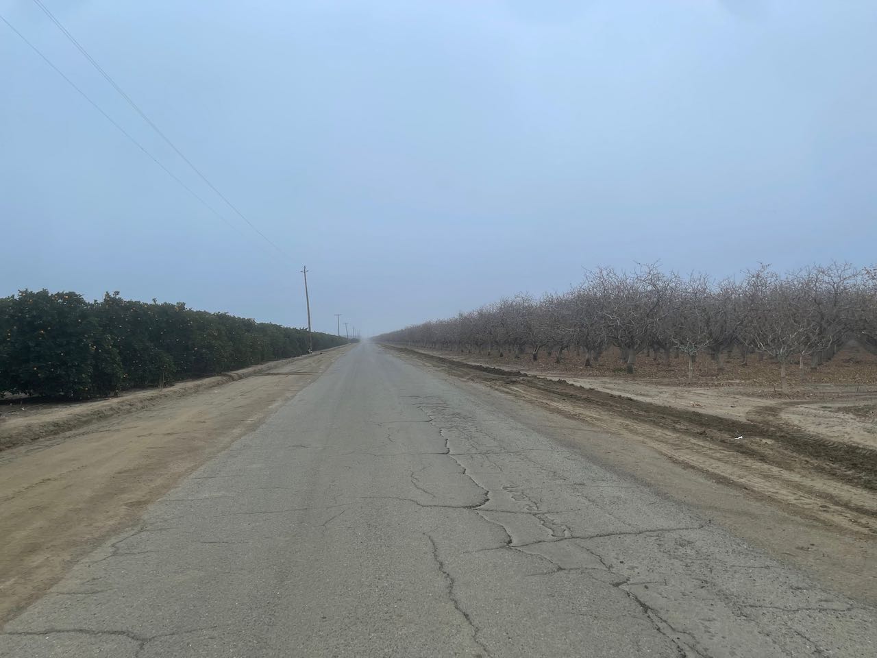 Road Through an Orchard