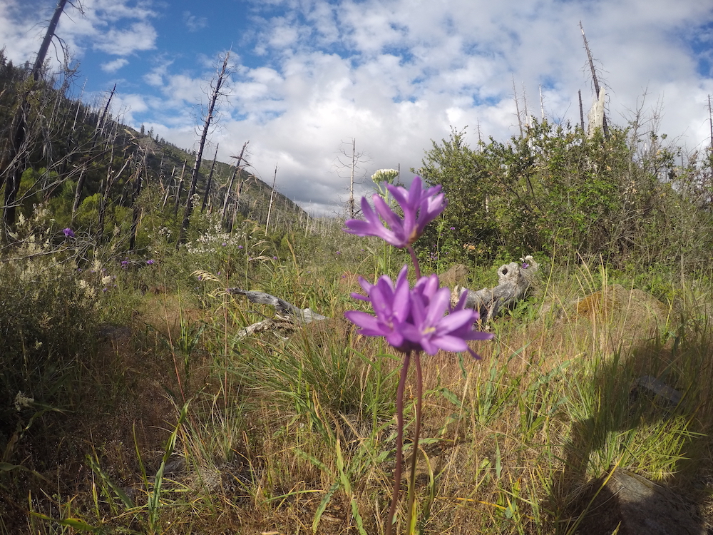 Drone Recovery Flowers