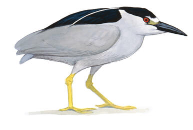 The Night Herons Letting Me See Them