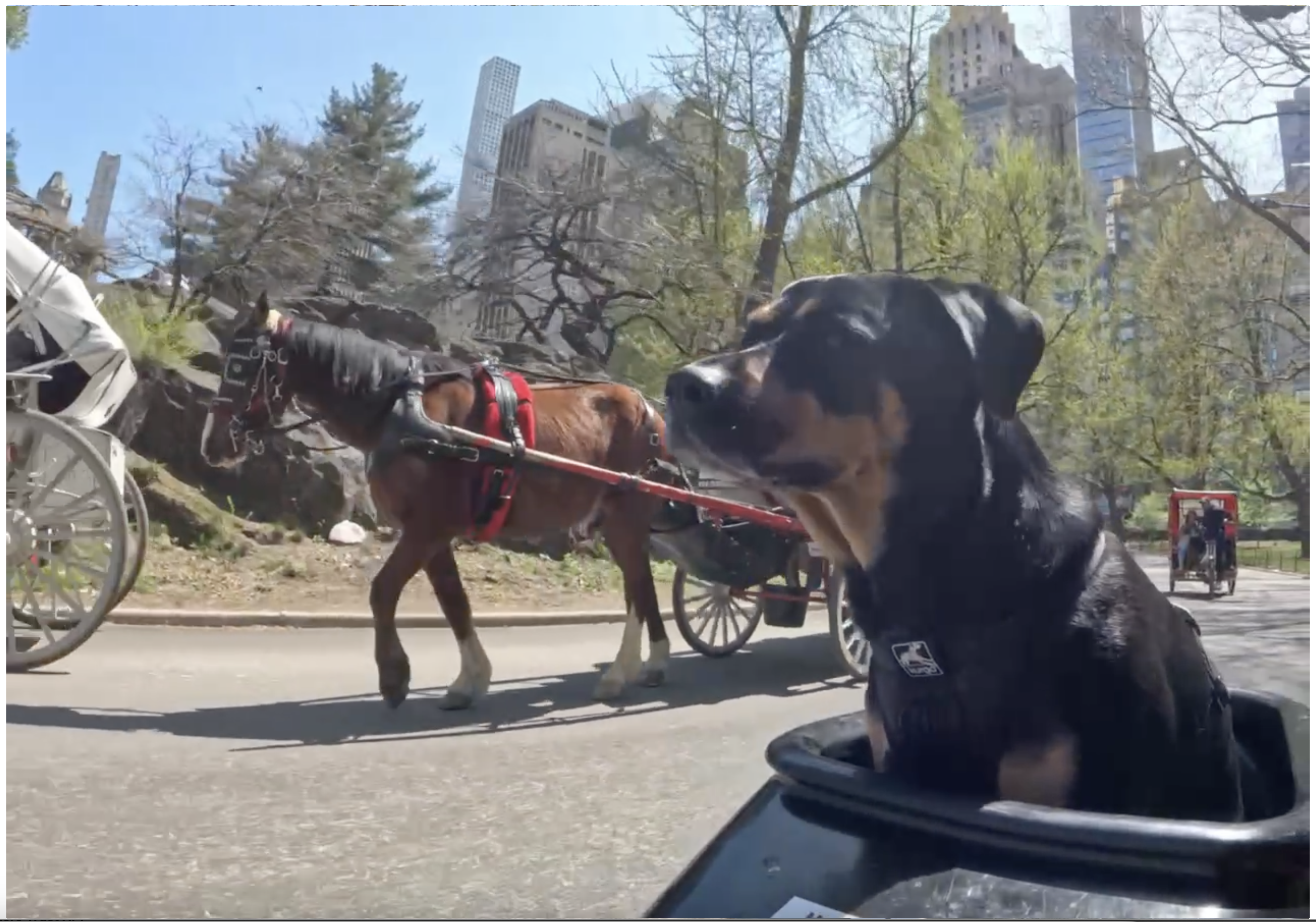 I Got a Bike, Dog, and Park to Ride Around