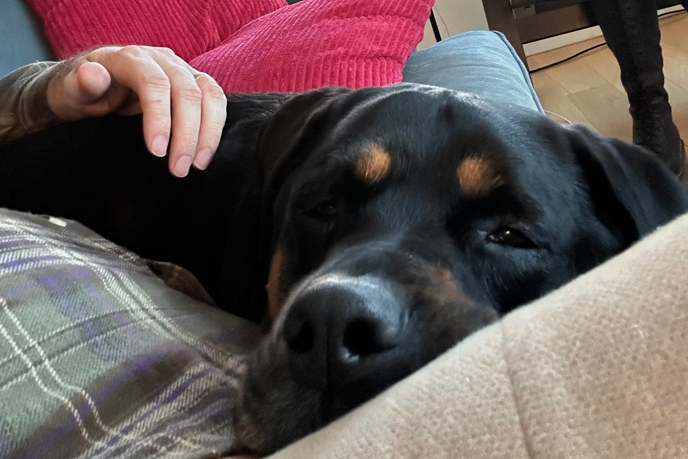 How Our Hearts Got Tangled Up With This Rottweiler