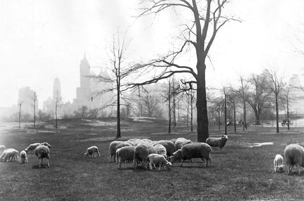 This Is Sheep Meadow Where We Must Sacrifice at Least 34 Tourists a Day